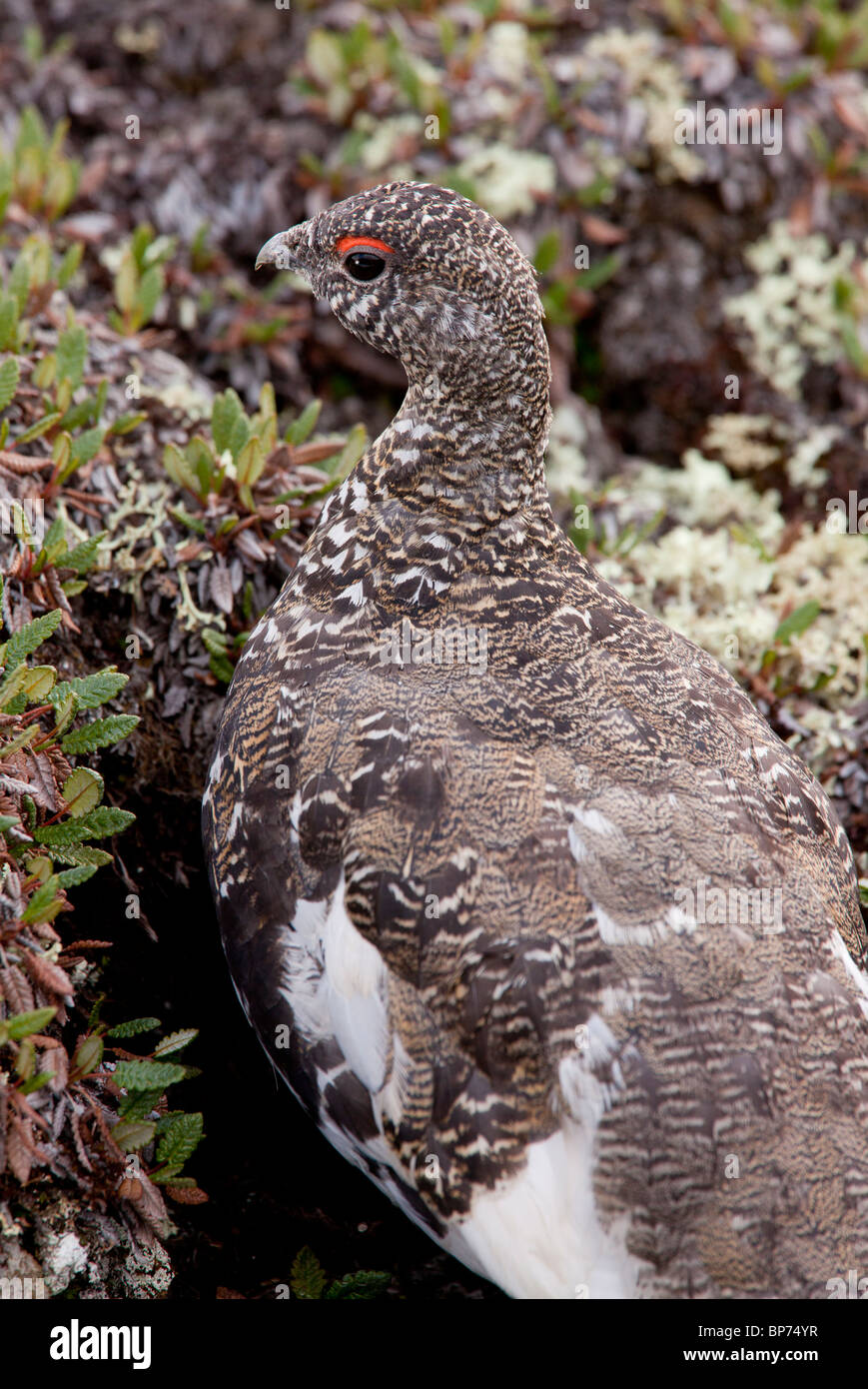 Bianco maschio-tailed Pernice bianca, Lagopus leucurus in alta tundra alpina, il Parco Nazionale di Banff, Rockies; Canada Foto Stock