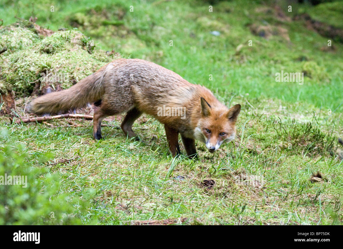 Red Fox in montagna Foto Stock