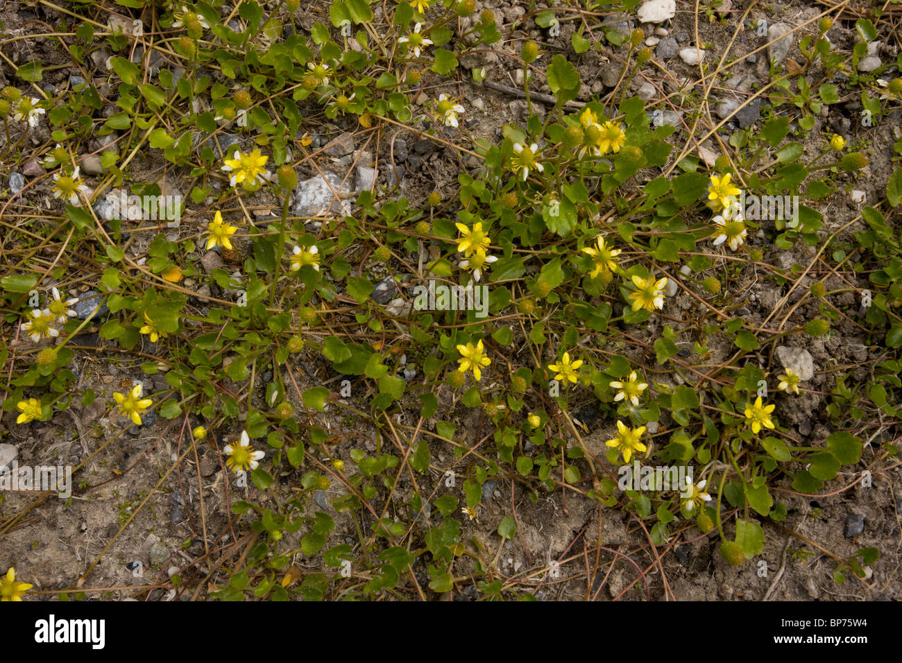 Ranuncolo strisciante (americana), Ranunculus cymbalaria, Canada Foto Stock