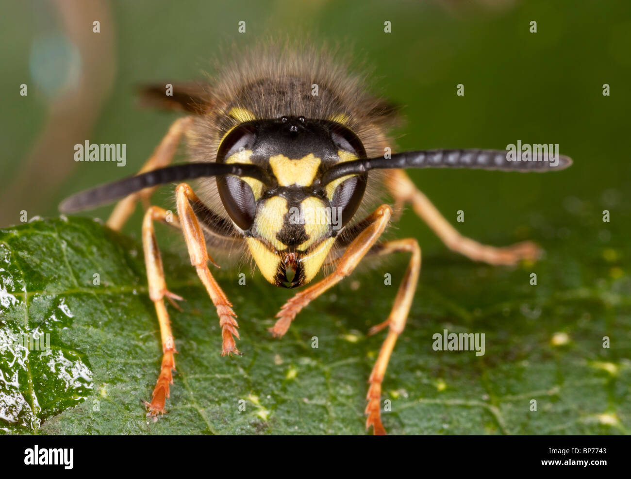 Wasp comune, Vespula vulgaris, testa-su close-up, all'inizio dell'autunno. Il Dorset. Foto Stock