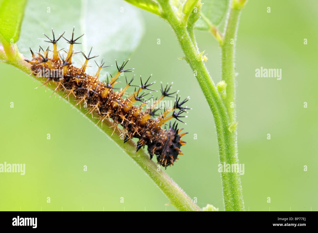 Strano caterpillar con numerosi aculei velenosi, Sumatra Foto Stock