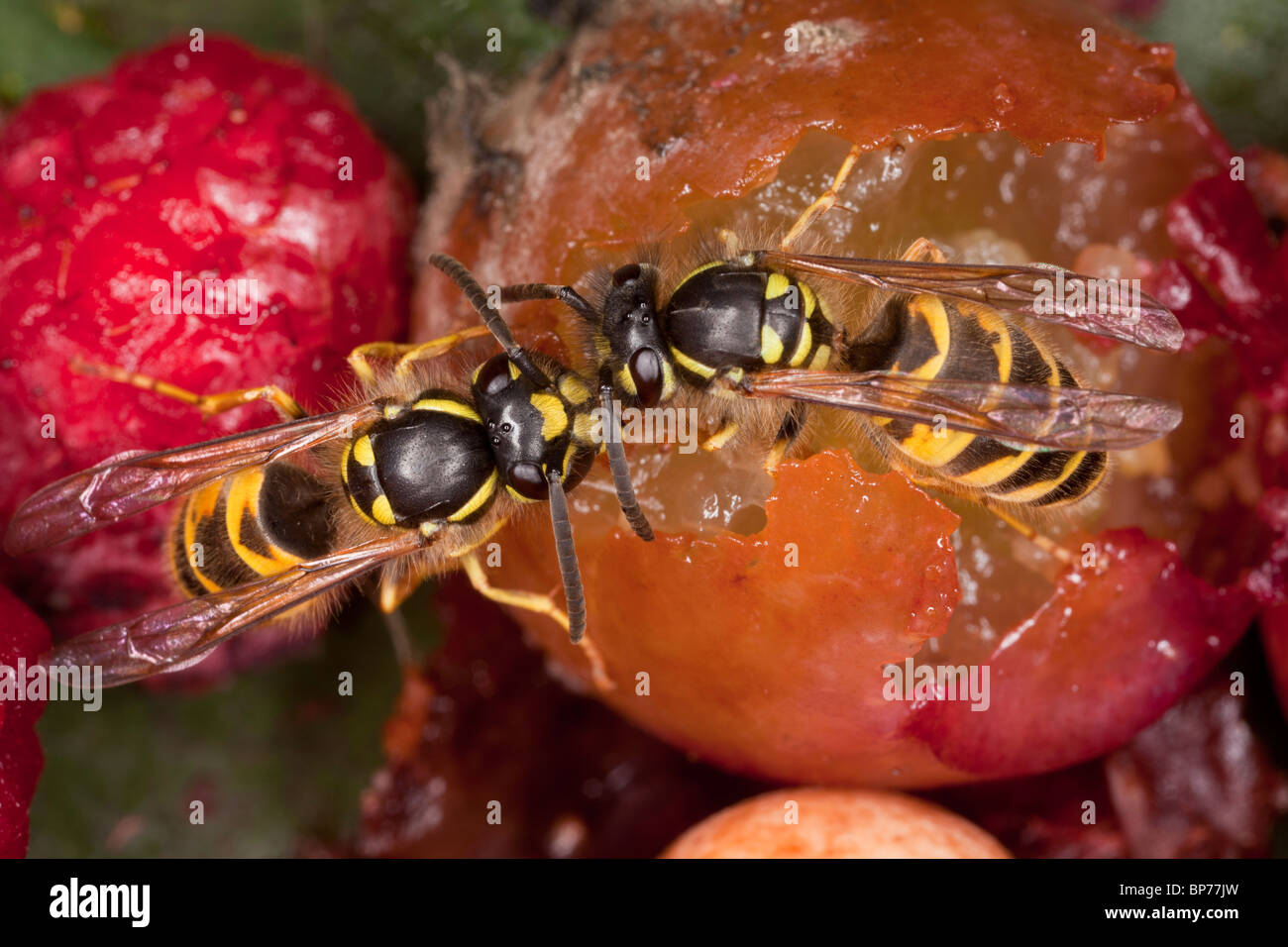 Comune di vespe, Vespula vulgaris, si nutrono di frutti caduti, inizio autunno. Il Dorset. Foto Stock