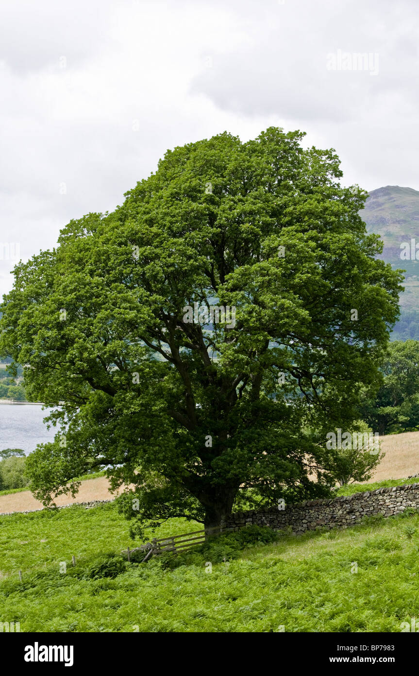 Inglese tradizionale quercia ( Quercus robur ). Lake District, REGNO UNITO Foto Stock