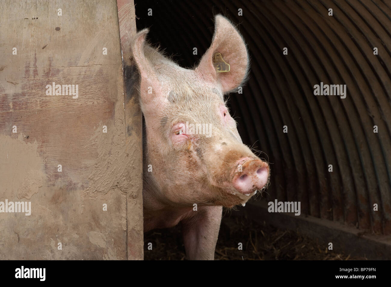 Large White scrofa e suinetti in free range arca Foto Stock