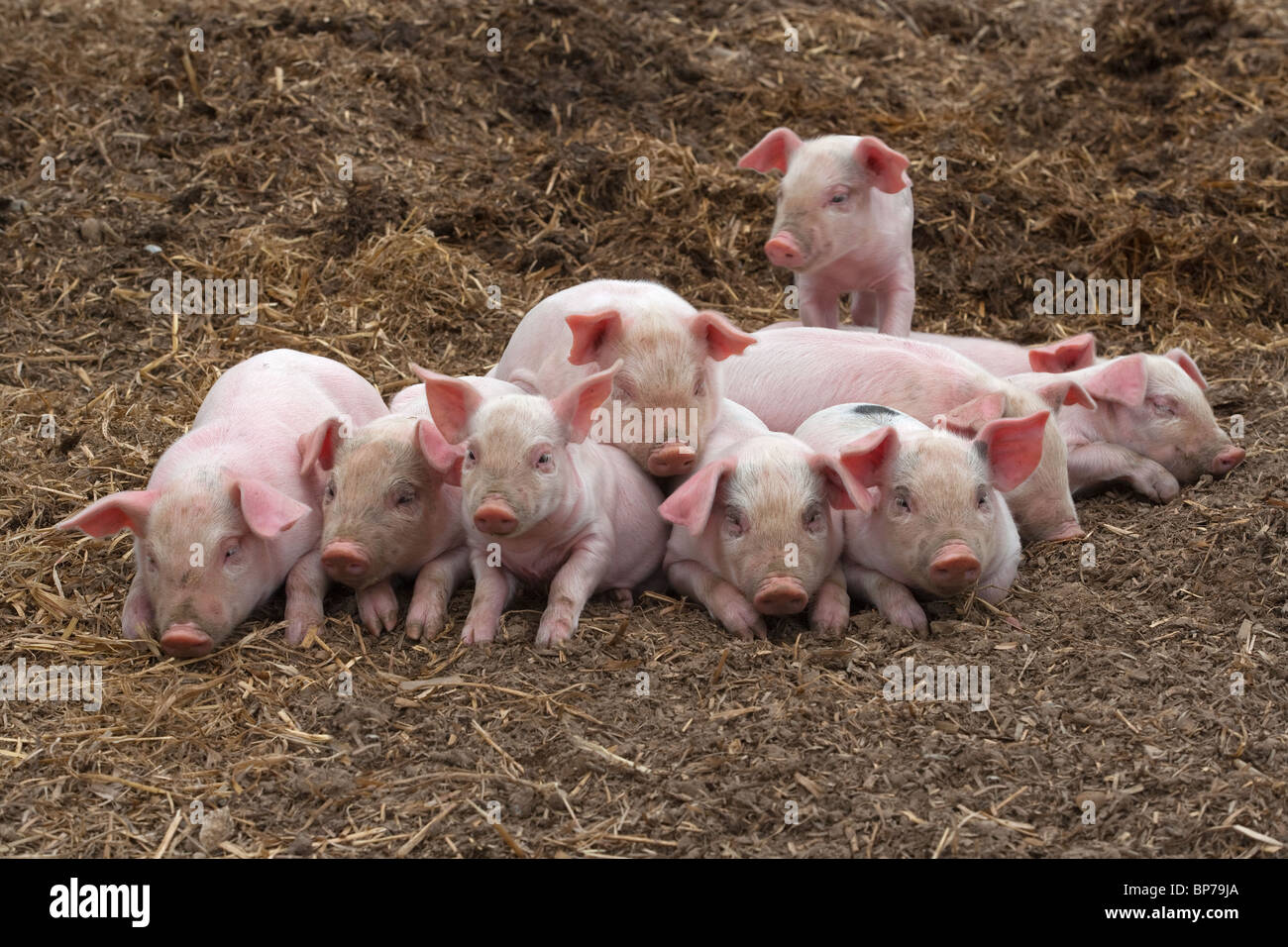 Una lettiera di grandi suinetti bianchi ibridi su una piccola azienda del Buckinghamshire Foto Stock