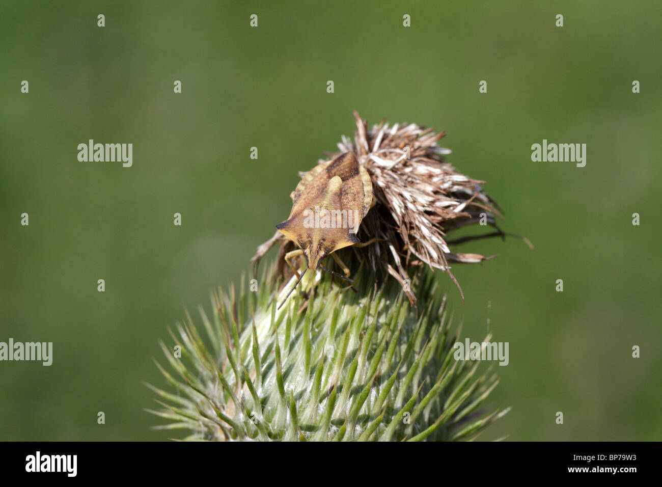 Carpocoris fuscispinus, un vero bug on a Thistle. Foto Stock