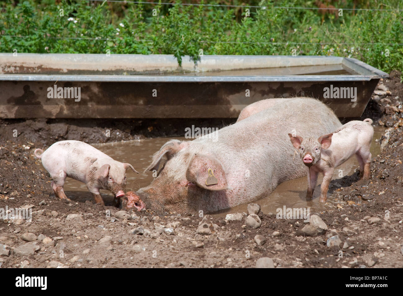 Free range Large White scrofa e suinetti Foto Stock