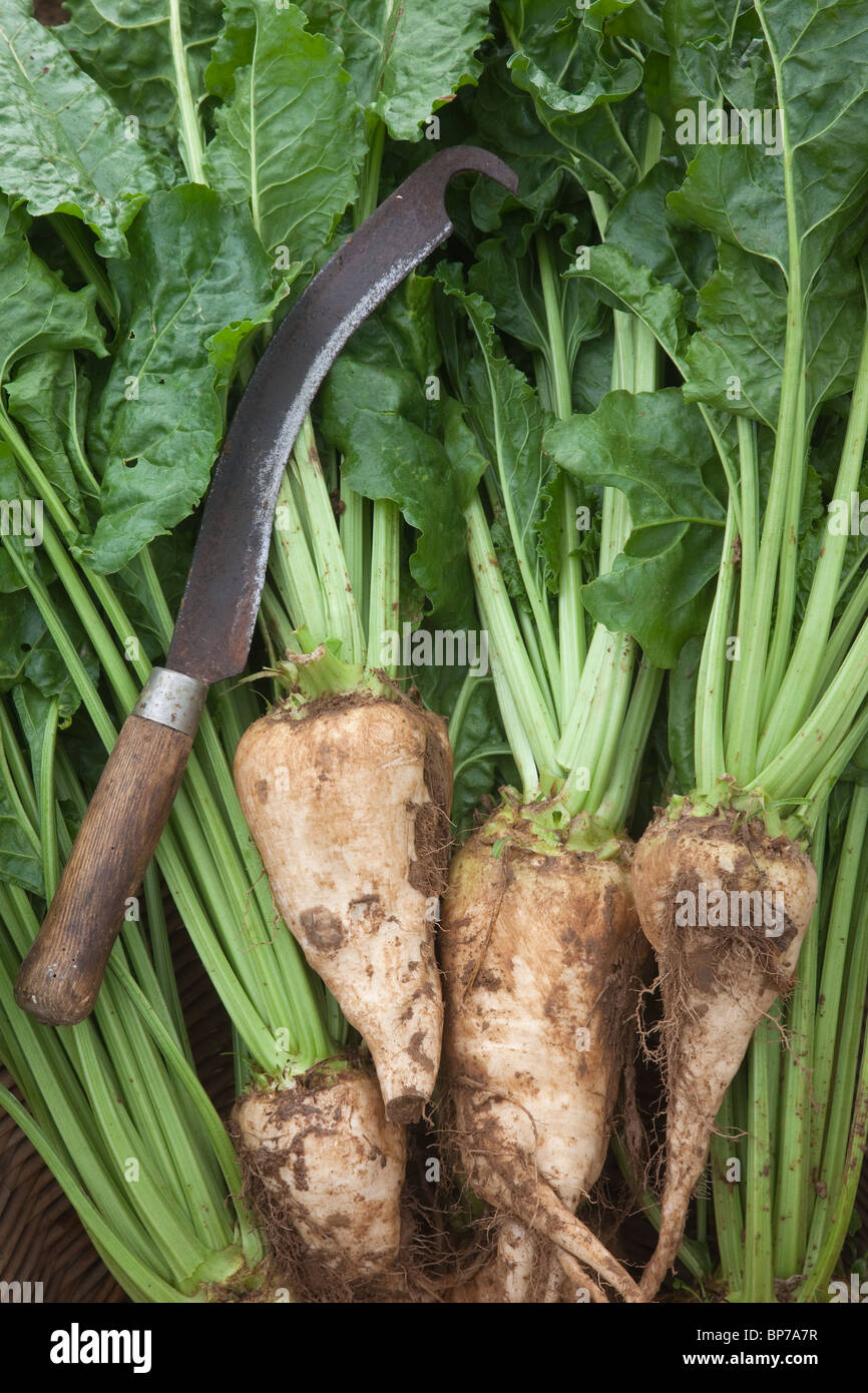Barbabietola da zucchero Beta vulgaris che mostra il raccolto e le radici al momento della raccolta Foto Stock