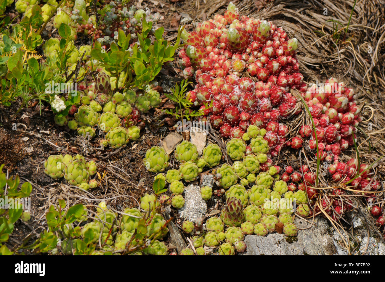 Ragnatela Casa Porro, ragnatela semprevivo (Sempervivum arachnoideum), il verde e il rosso delle piante, Spagna, Katalonia, Pirenei Foto Stock