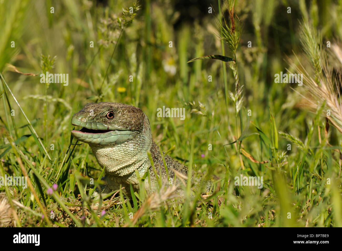 Ocellated lizard, ocellated ramarro, eyed lizard, jewelled lizard (Lacerta lepida), guardando fuori dell'erba di un prato, Foto Stock