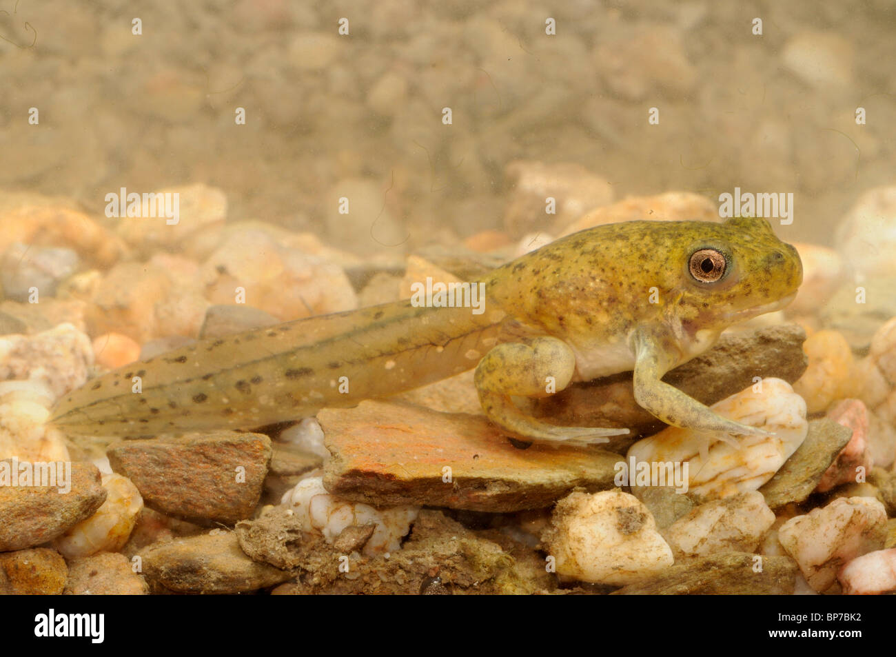 Europa occidentale, spadefoot iberica (spadefoot Pelobates cultripes), tadpole, Spagna Estremadura, Caseres Foto Stock