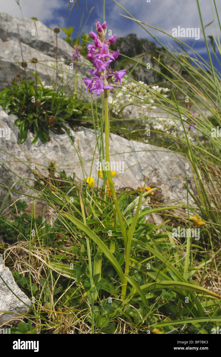 Fragranti orchidea (Gymnadenia conopsea), fioritura orchidee nel Parco Nazionale Picos de Europa, Spagna, Asturien, Nationalpark Pico Foto Stock