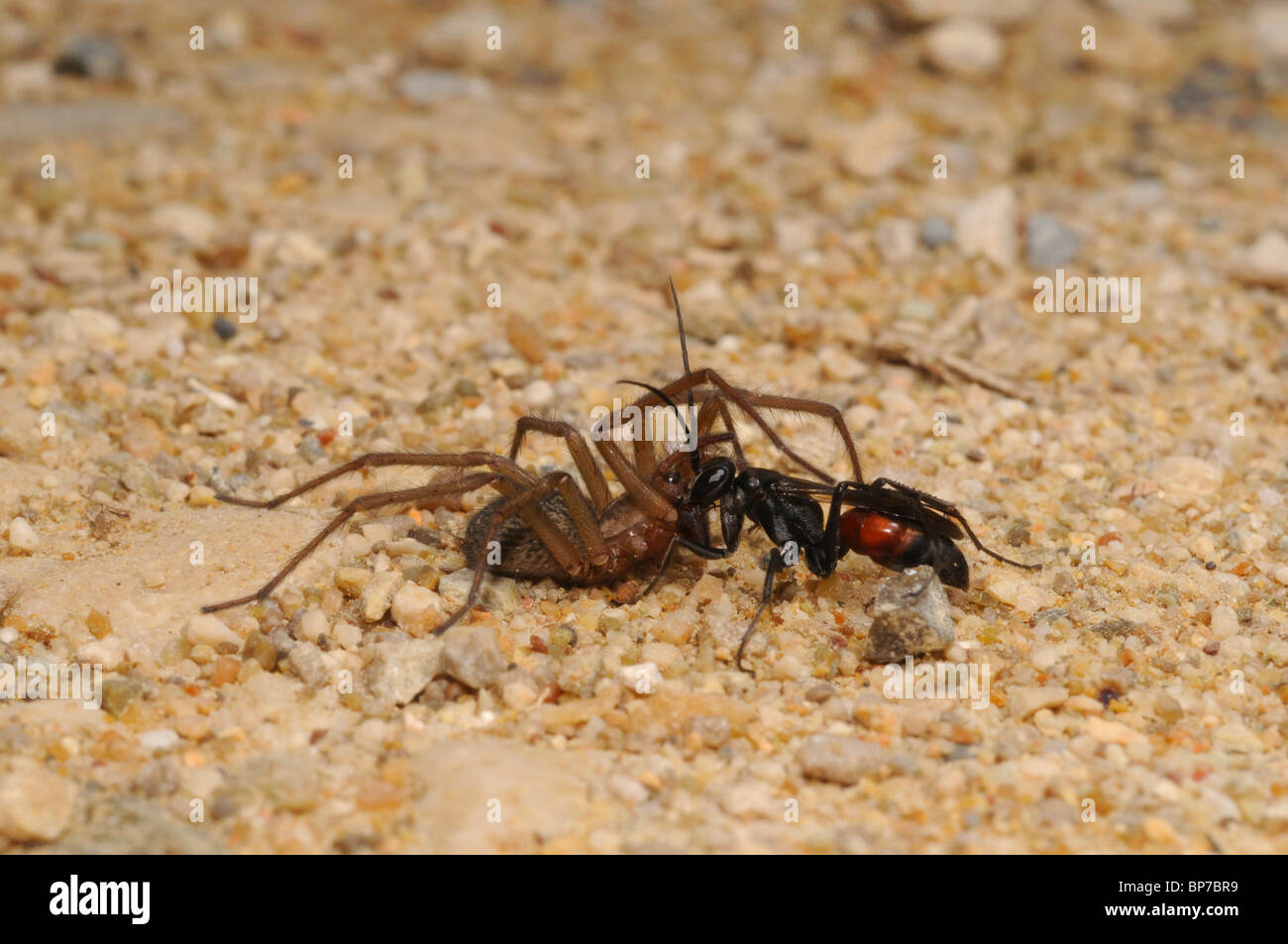 Wesp (Ectemnius continuus), la cattura di un ragno, Grecia, Peloponnes, Messinien Foto Stock