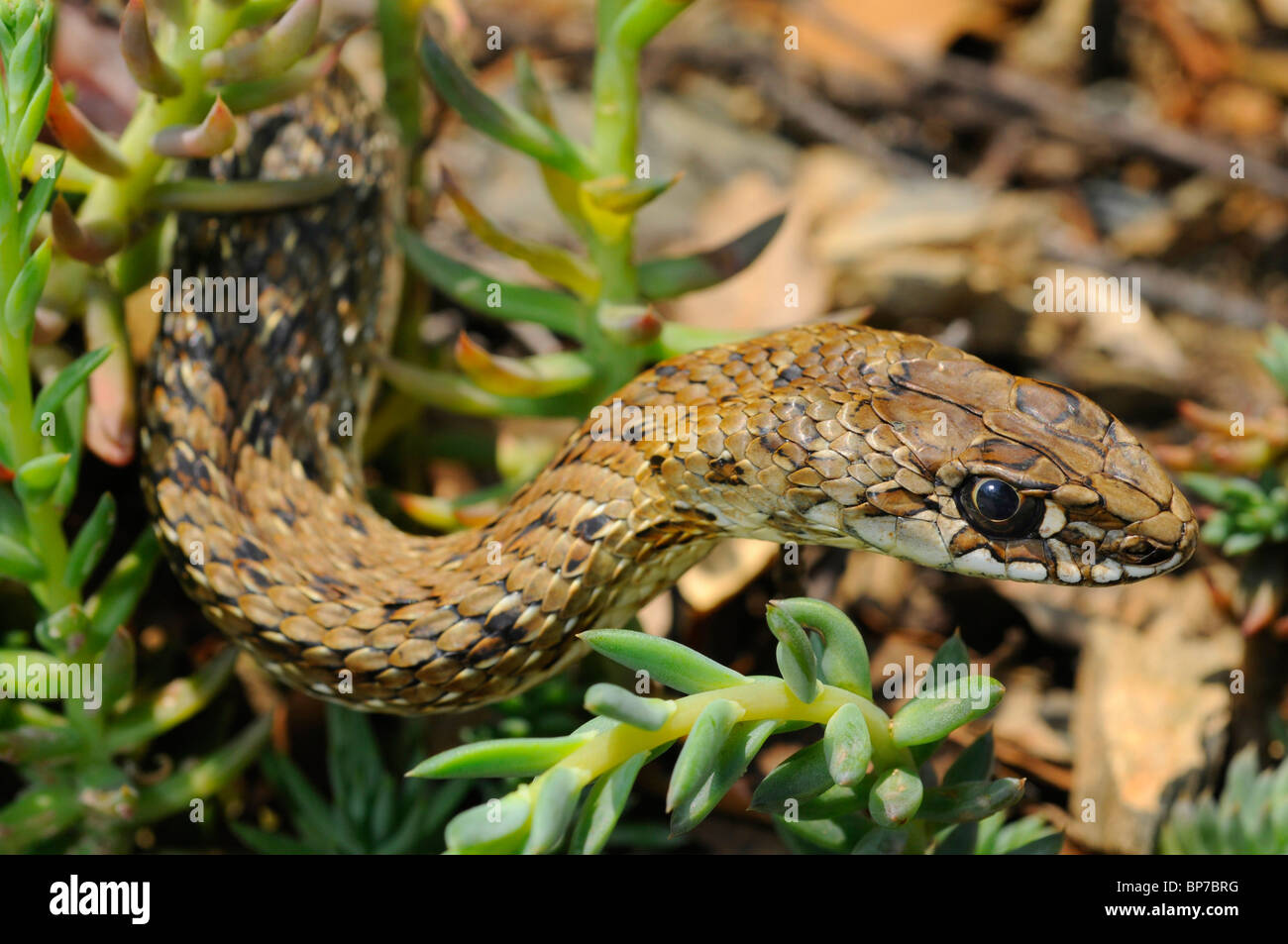 Montpellier snake (Malpolon monspessulanus), ritratto, Spagna, Katalonia, Naturpark Montseney Foto Stock
