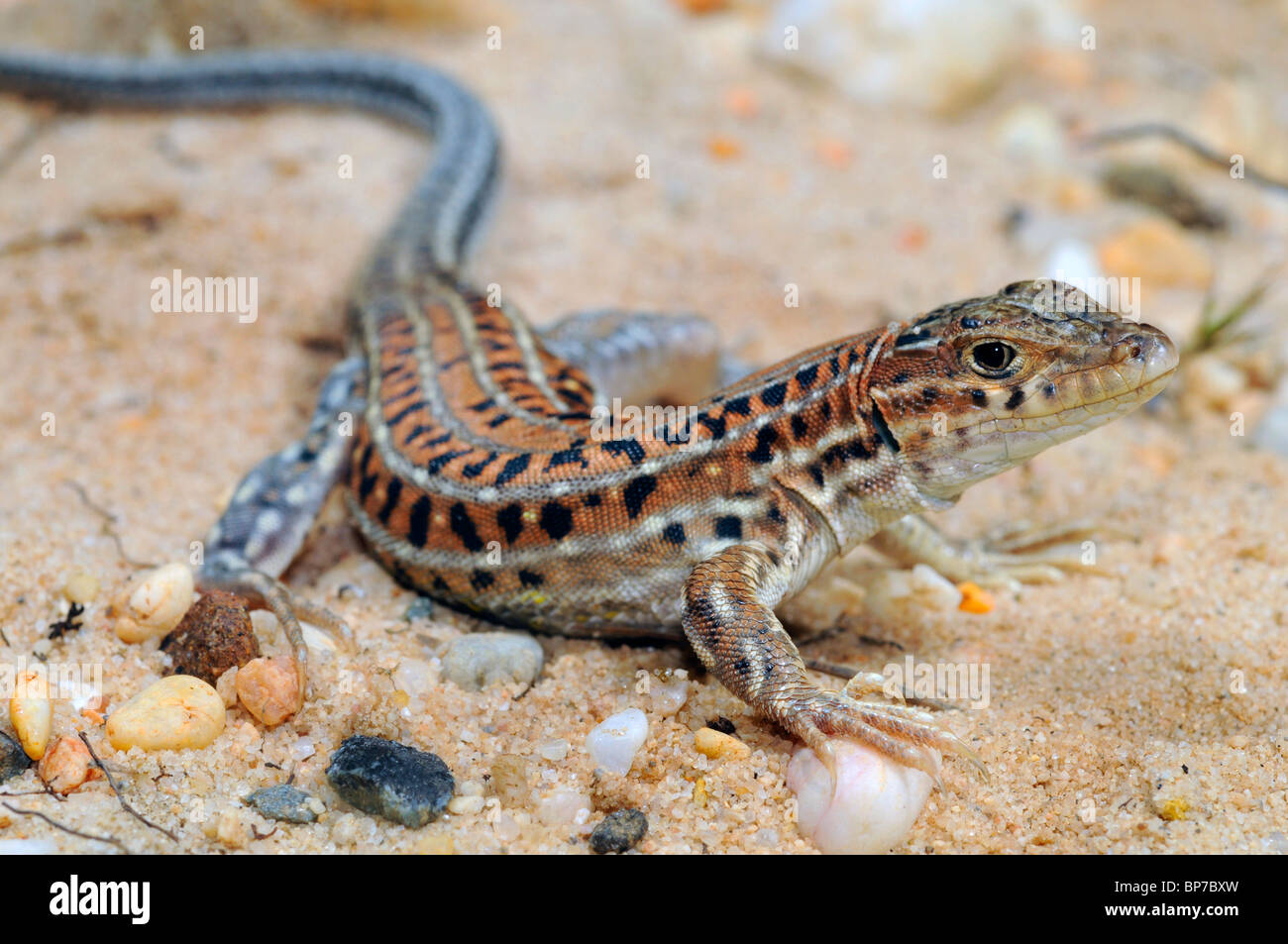 Spinosa-footed lizard, fringe-dita lizard (Acanthodactylus erythrurus), passeggiate sulla sabbia, Spagna, Andalusia, nazionale Donana Pa Foto Stock
