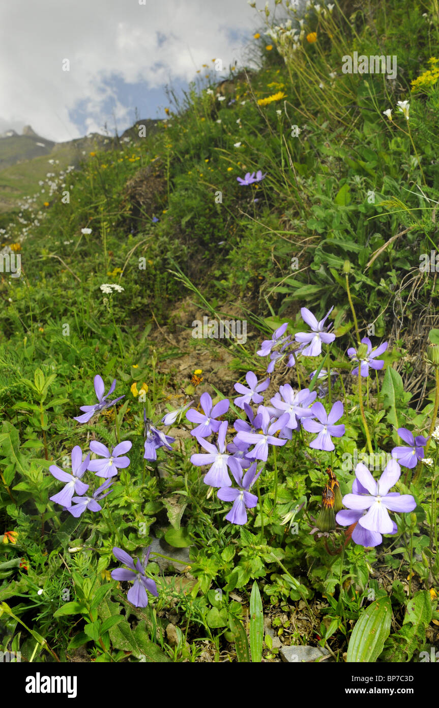 Viola selvatica nella valle di Aran, Spagna, Katalonia, Pirenei Foto Stock