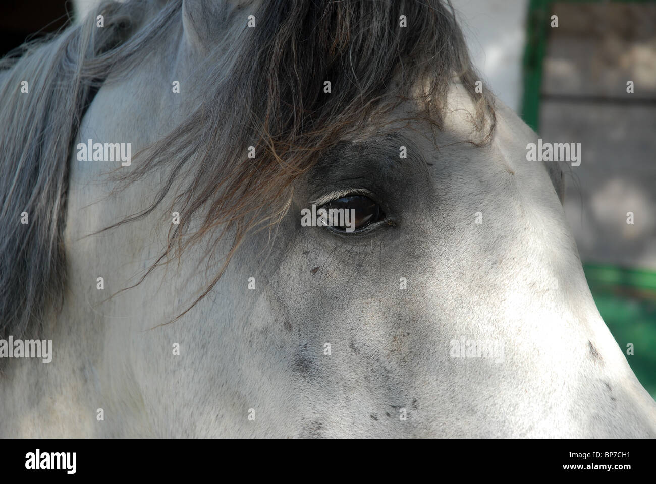 Colline punteggiano cavallo grigio, la sella, Denia, Alicante Spagna Foto Stock