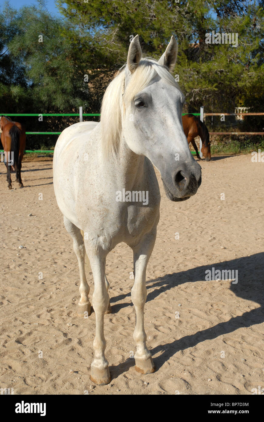 Grigio / Flea morso cavallo grigio nel paddock, la sella, Denia, Alicante Spagna Foto Stock