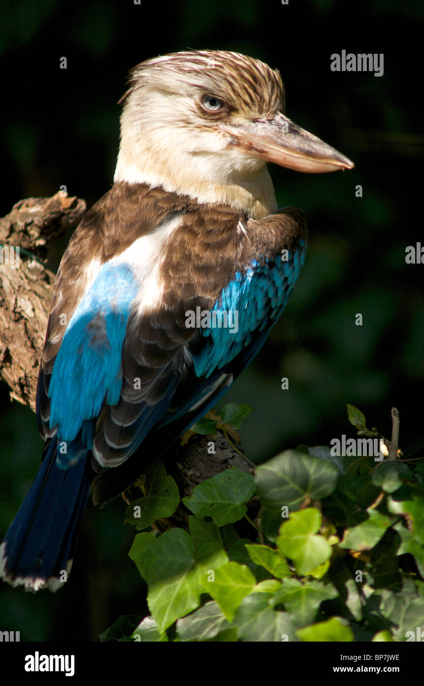 Australian blueleaves kookaburra Dacelo leachii Foto Stock