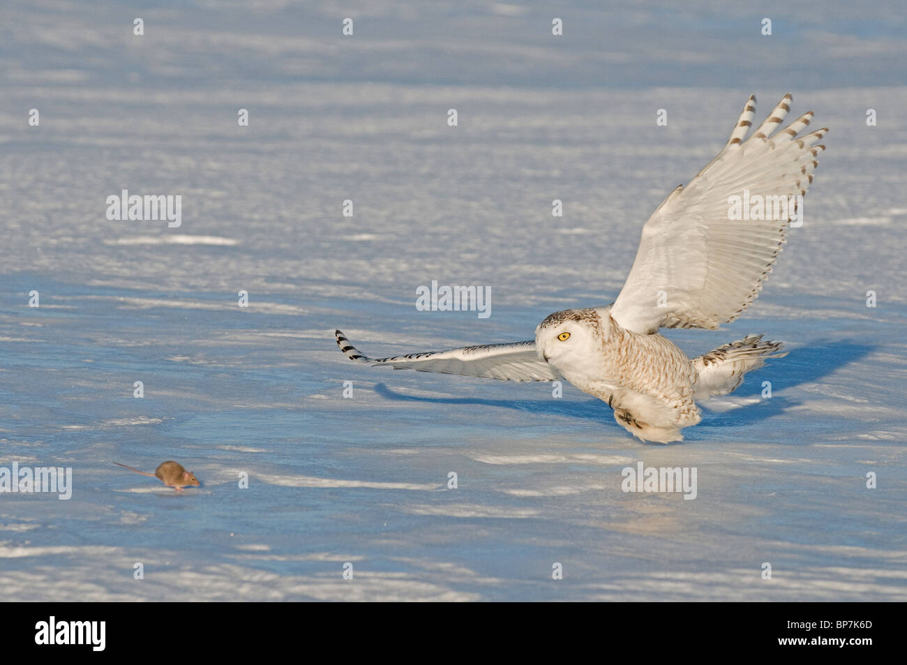 Civetta delle nevi (Bubo scandiacus, Nyctea scandiaca), Adulto circa per la cattura di un mouse. Foto Stock