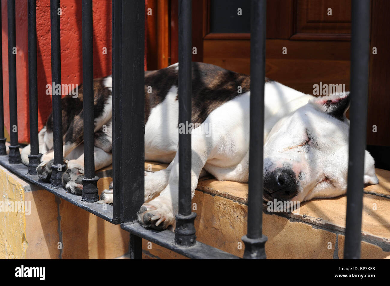 Cane addormentato veloce al sole sulla finestra aperta listello in casa. Oaxaca, Messico. Foto Stock