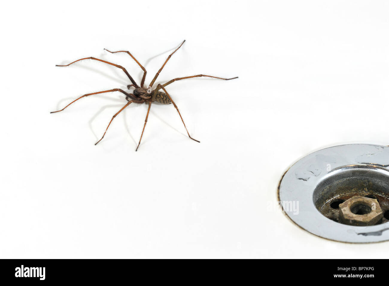 Casa comune europea spider (Eratigena atrica / Tegenaria atrica) nel lavandino / Lavello accanto al plug-foro nel bagno Foto Stock