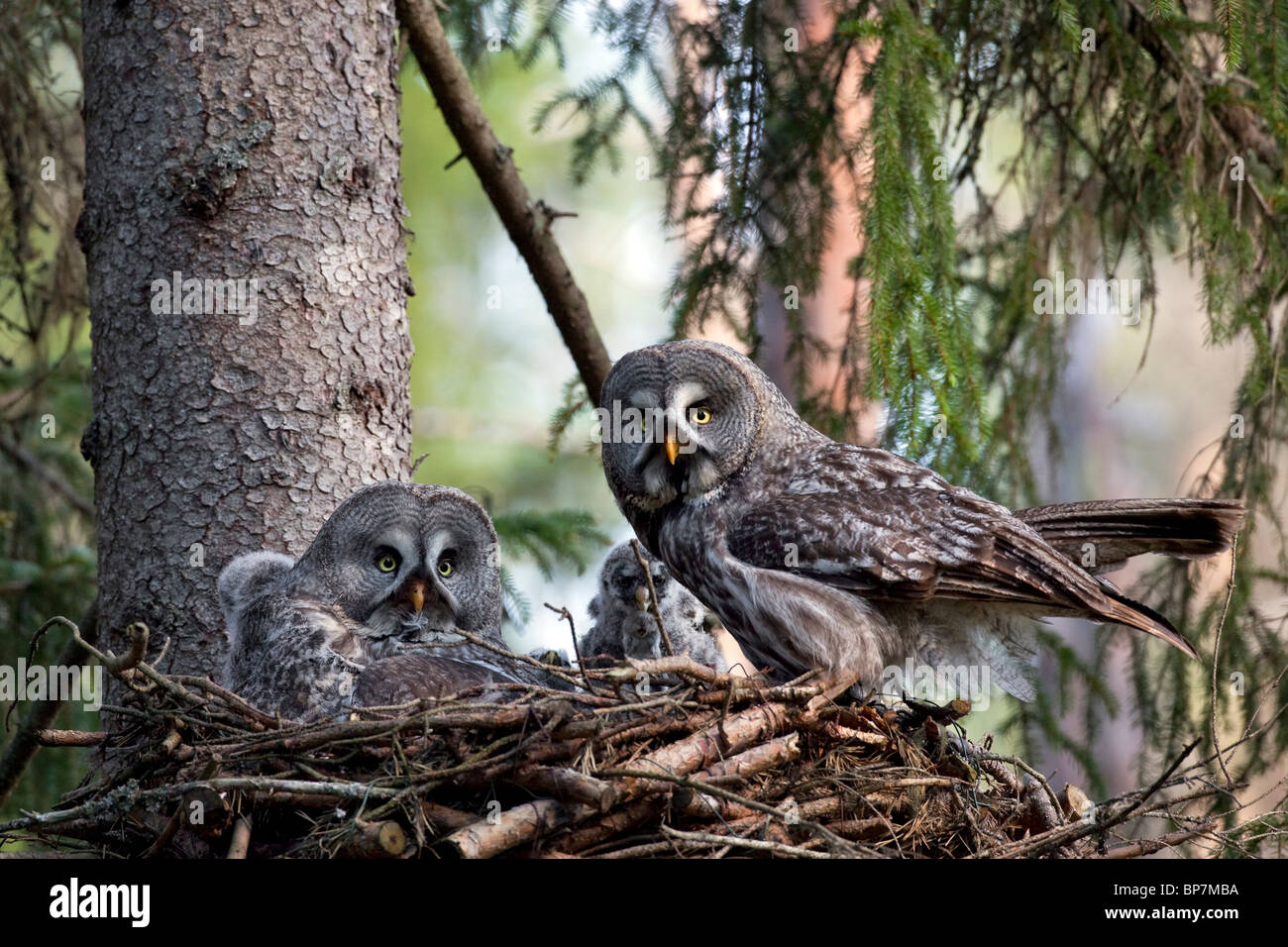 Grande grigio allocco (Strix nebulosa) coppia alimentazione di pulcini nel nido nella foresta boreale, Svezia Foto Stock