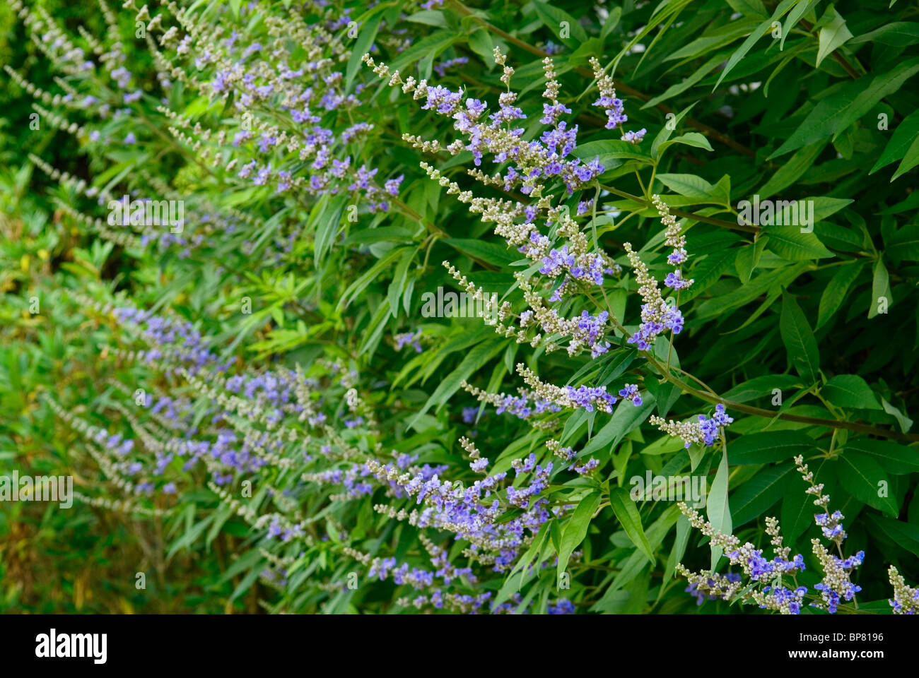 VITEX agnus castus-var latifolia casto TREE Foto Stock