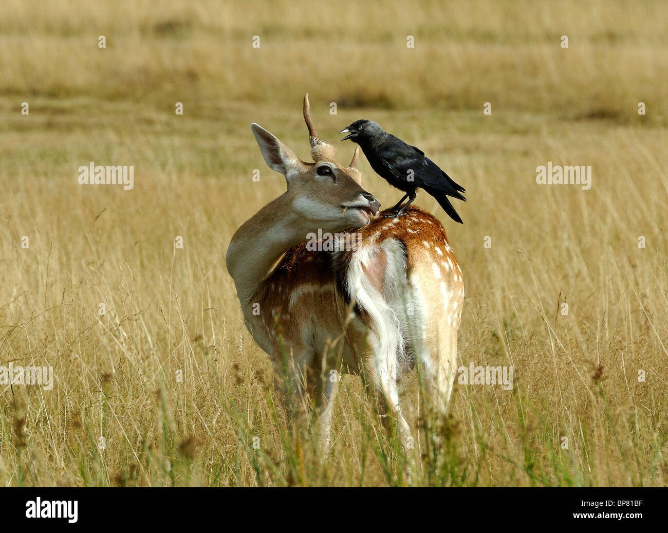 Daini con Crow sul retro Foto Stock