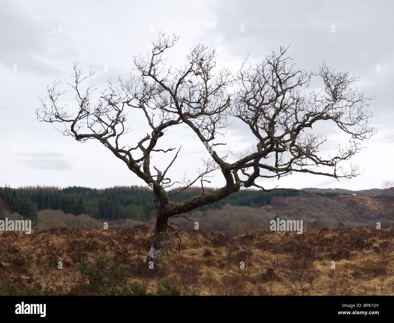 Un alterato di pino silvestre, la Ariundle Riserva Naturale, Strontian, a Ardnamurchan, Scotland, Regno Unito Foto Stock