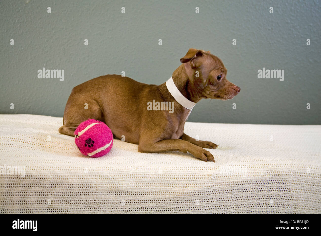Ritratto di un messicano glabre chihuahua cane giocando con una palla da tennis. il cane è in adozione da una società umana. Foto Stock