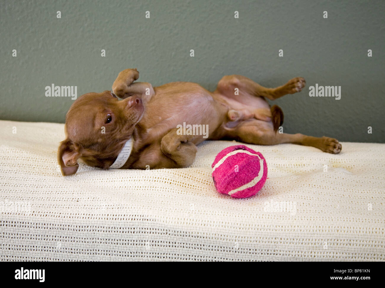 Ritratto di un messicano glabre chihuahua cane giocando con una palla da tennis. il cane è in adozione da una società umana. Foto Stock