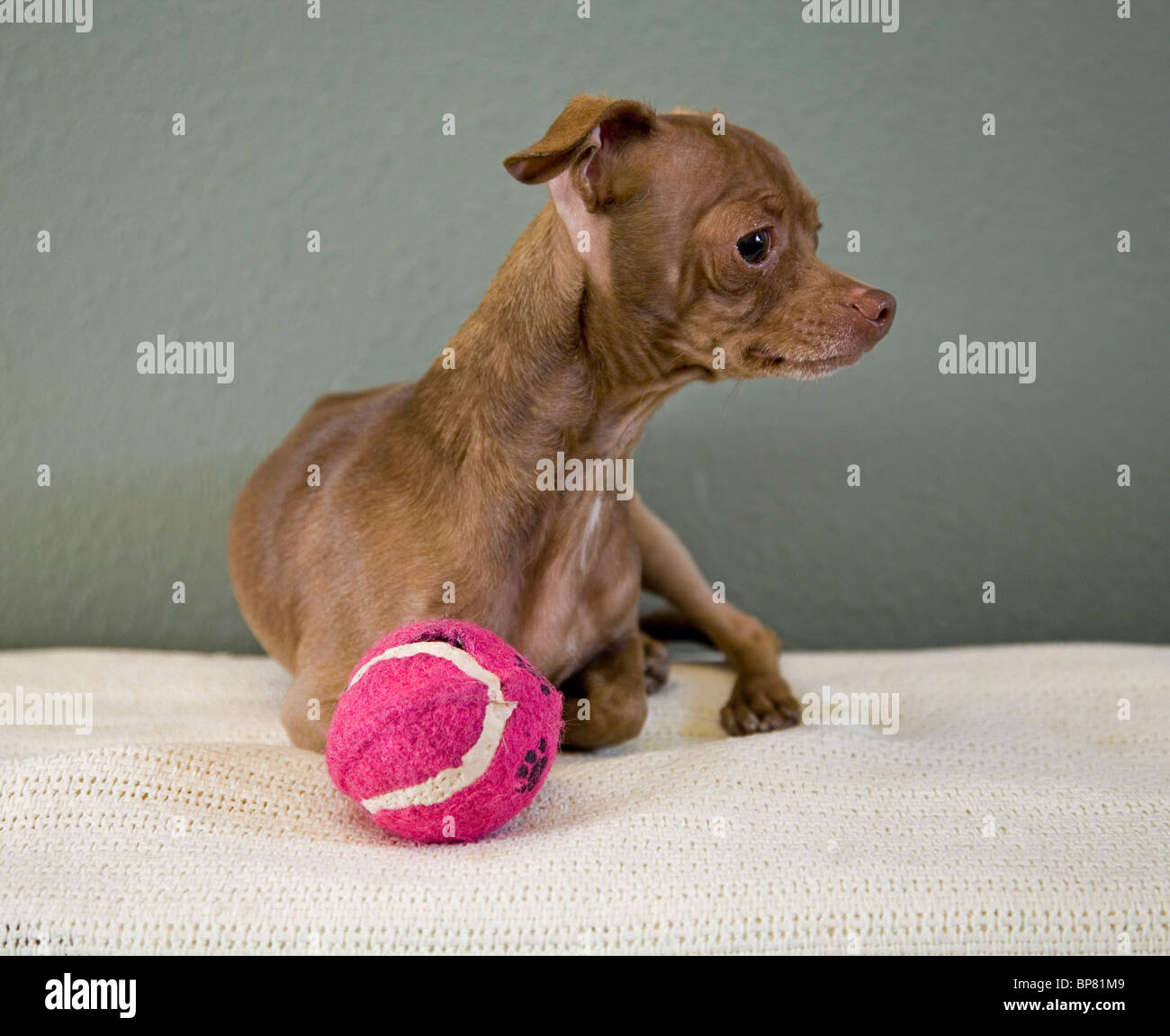 Ritratto di un messicano glabre chihuahua cane giocando con una palla da tennis. il cane è in adozione da una società umana. Foto Stock