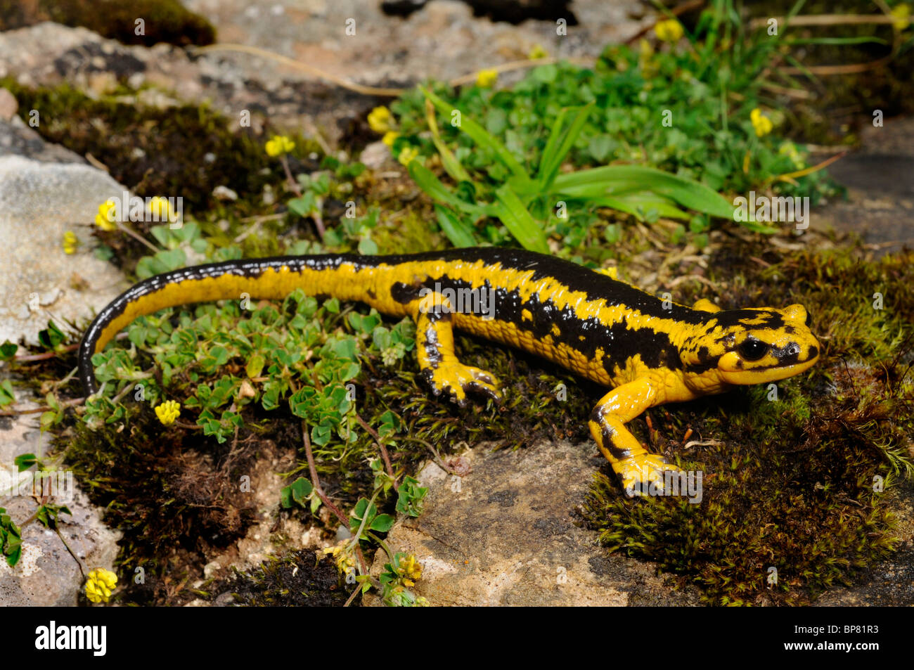 Unione salamandra pezzata (Salamandra salamandra), su MOSS, Spagna, Kantabrien, Nationalpark Picos de Europa Foto Stock