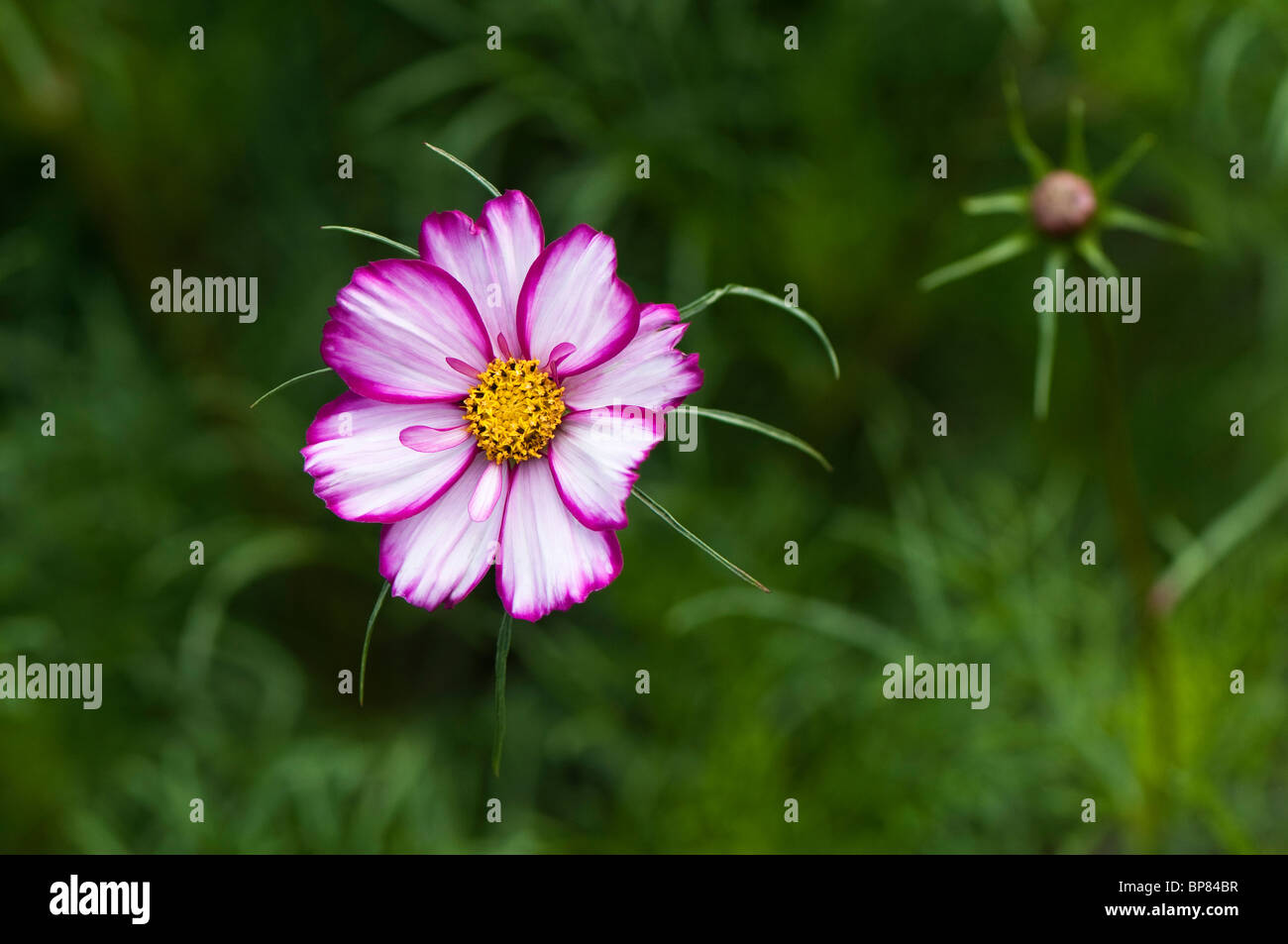 Cosmos bipinnatus 'Sweet sedici' in fiore Foto Stock