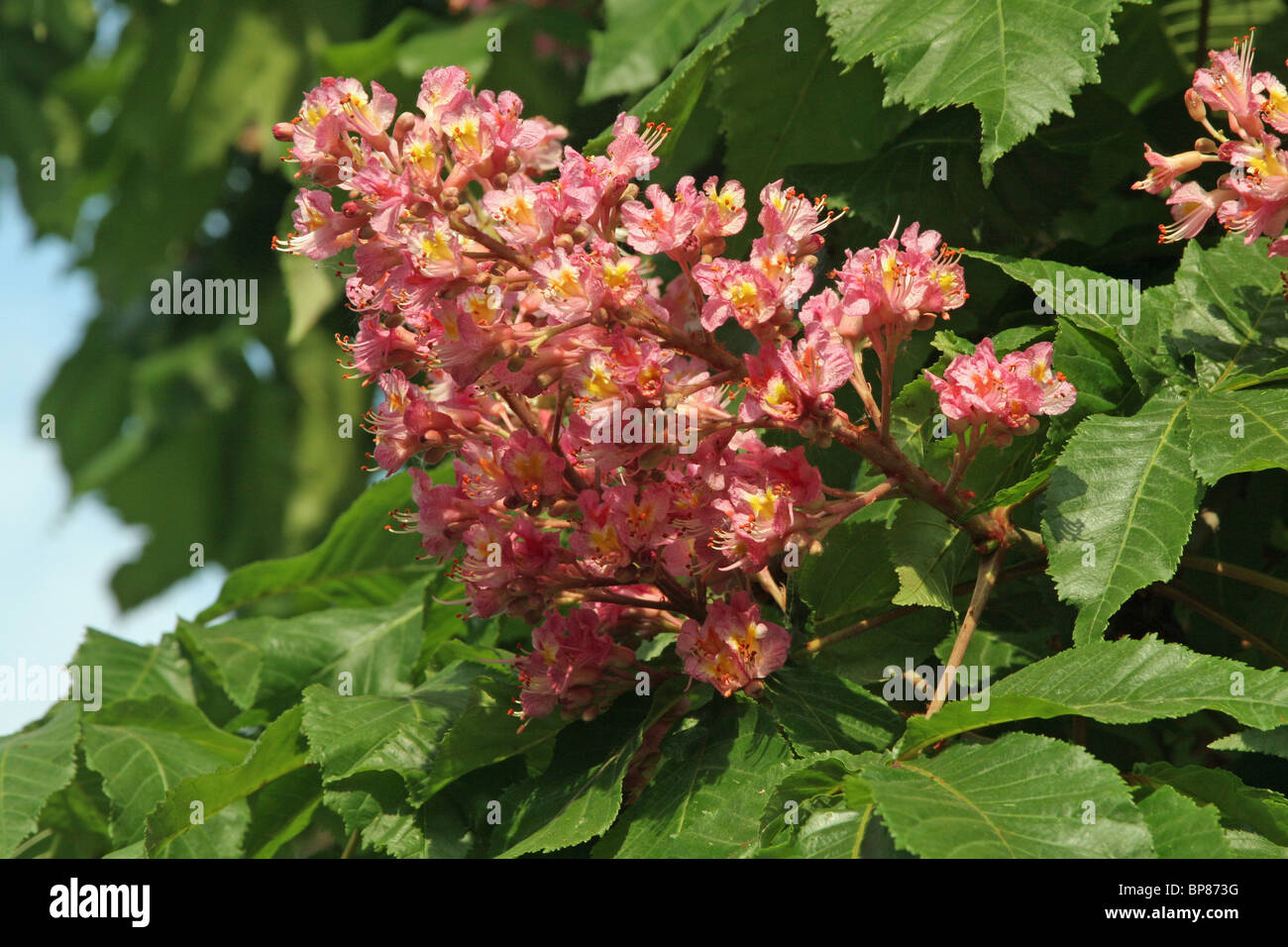 Red Ippocastano (Aesculus x carnea), fioritura. Foto Stock
