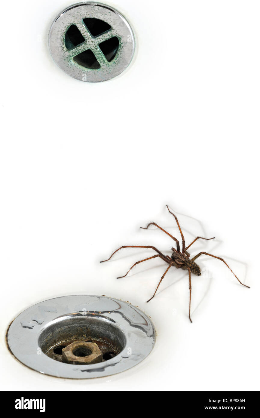 Casa comune europea spider (Eratigena atrica / Tegenaria atrica) nel lavandino / Lavello accanto al plug-foro nel bagno Foto Stock