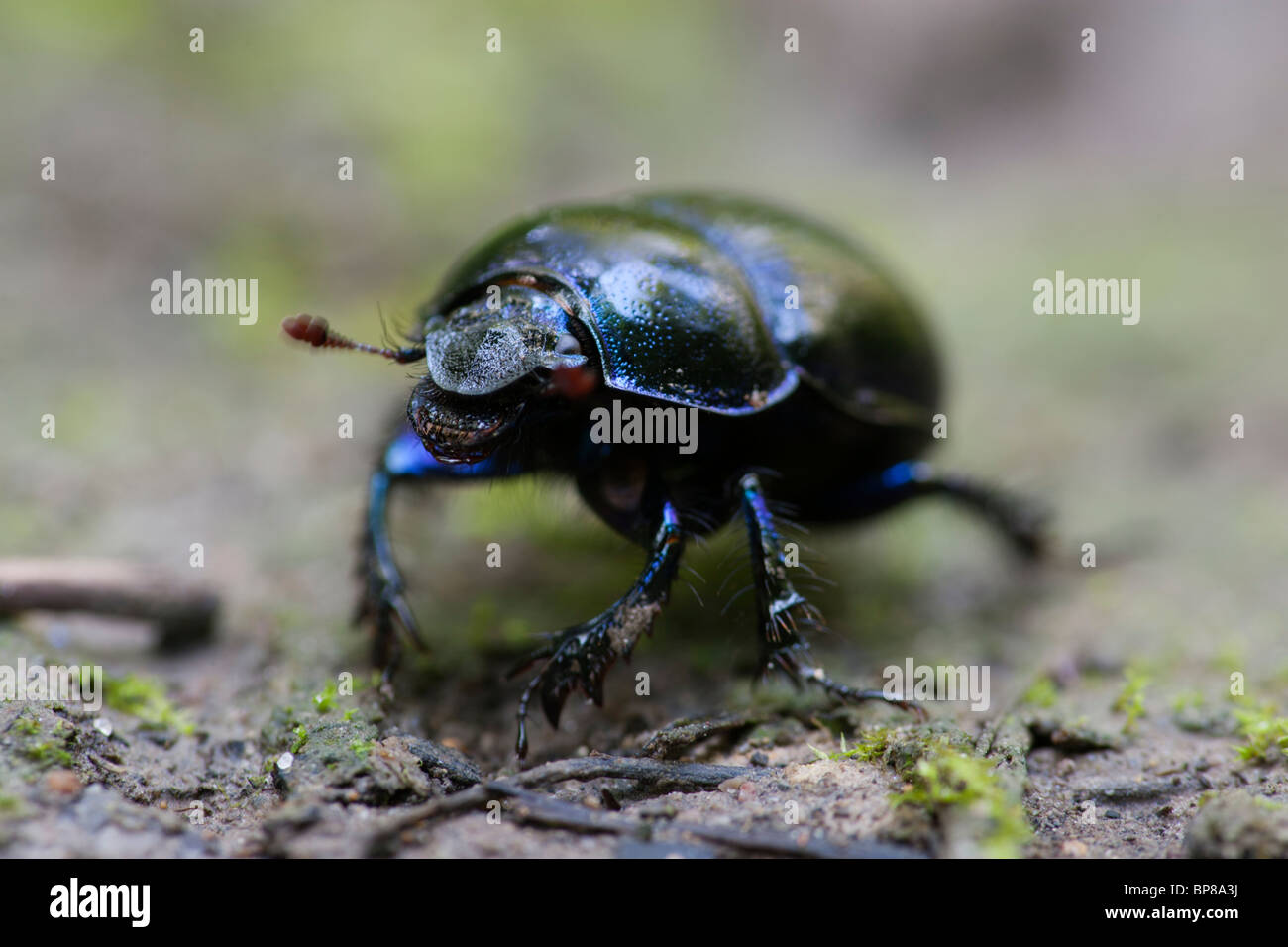 Nero scarabeo Geotrupes Foto Stock