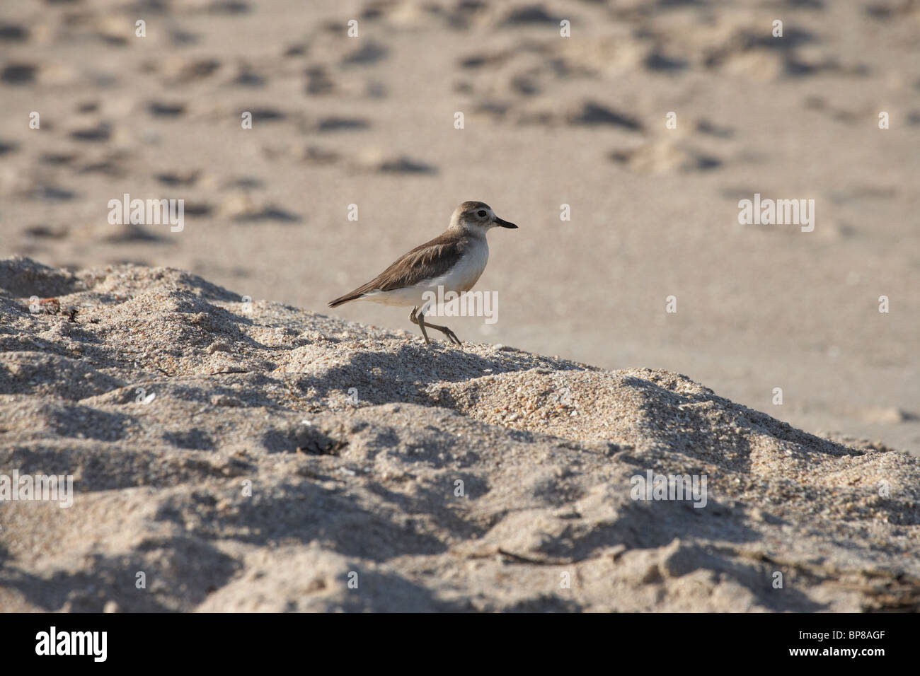 In via di estinzione Nuova Zelanda Dotterel ( Charadrius obscurus ), Flaxmill Bay, Penisola di Coromandel, Isola del nord, Nuova Zelanda Foto Stock