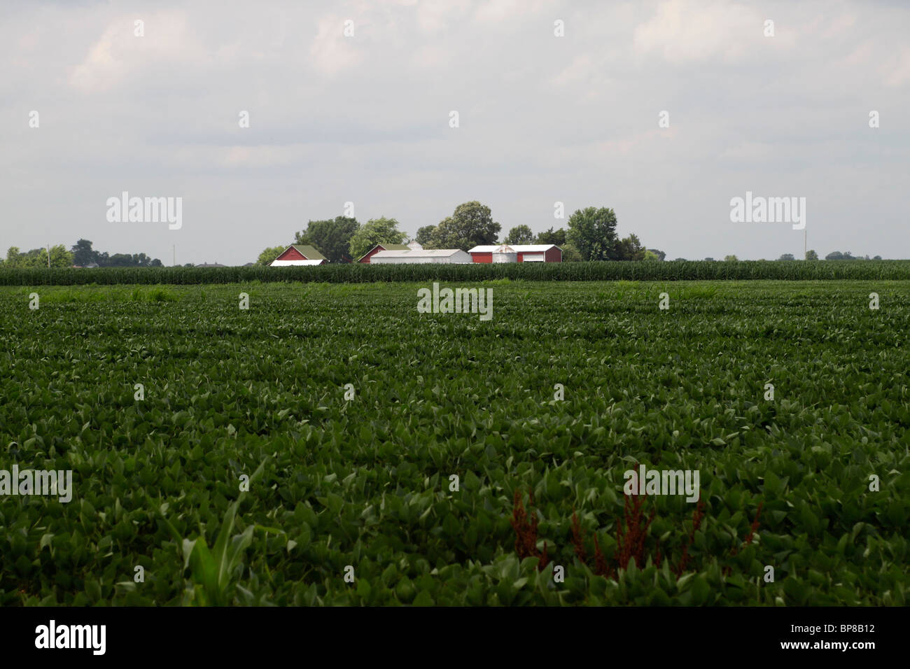 La soia e campi di mais, Illinois Foto Stock