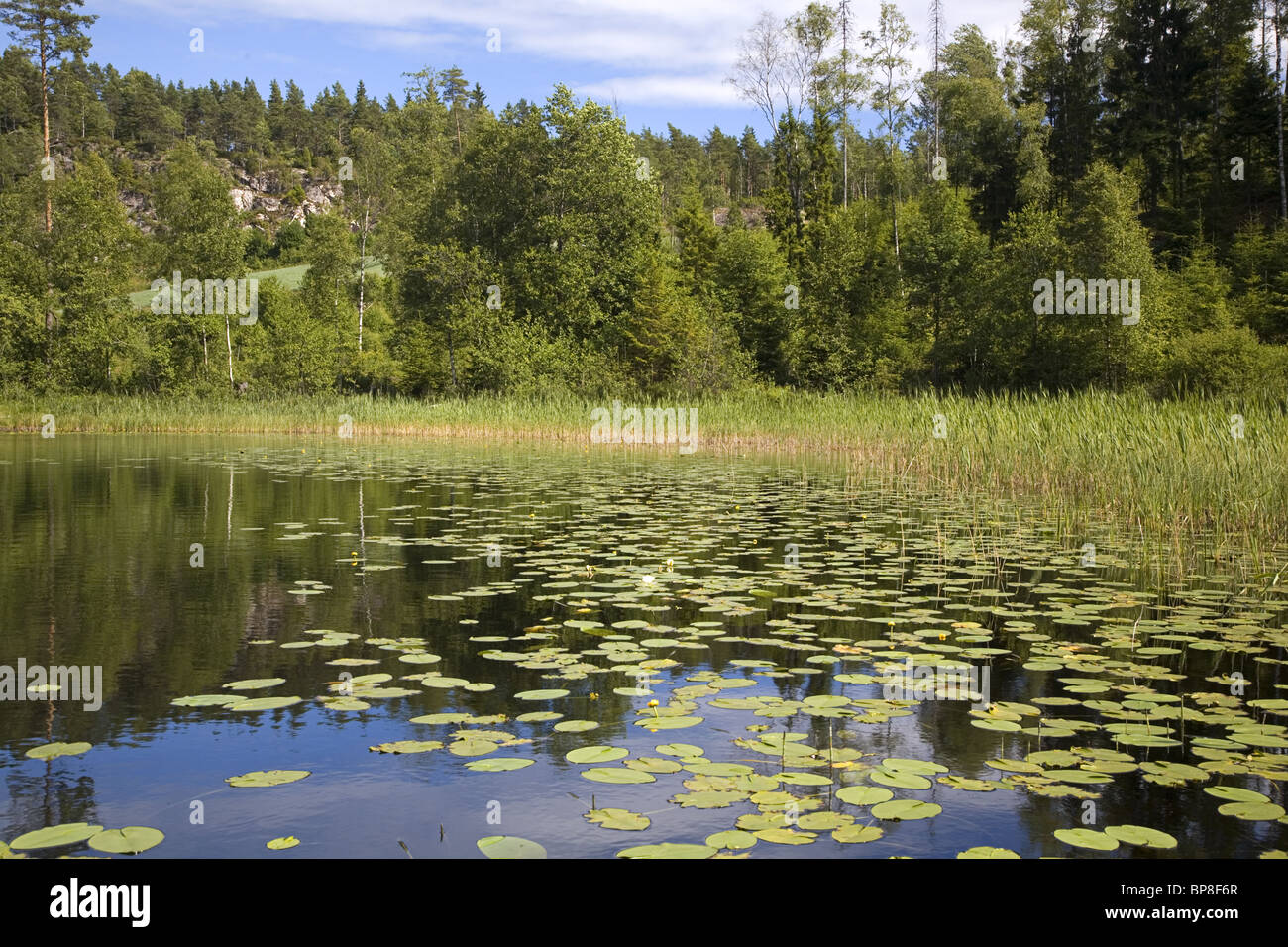 Norwagian lago a sud-est della città Halden Foto Stock