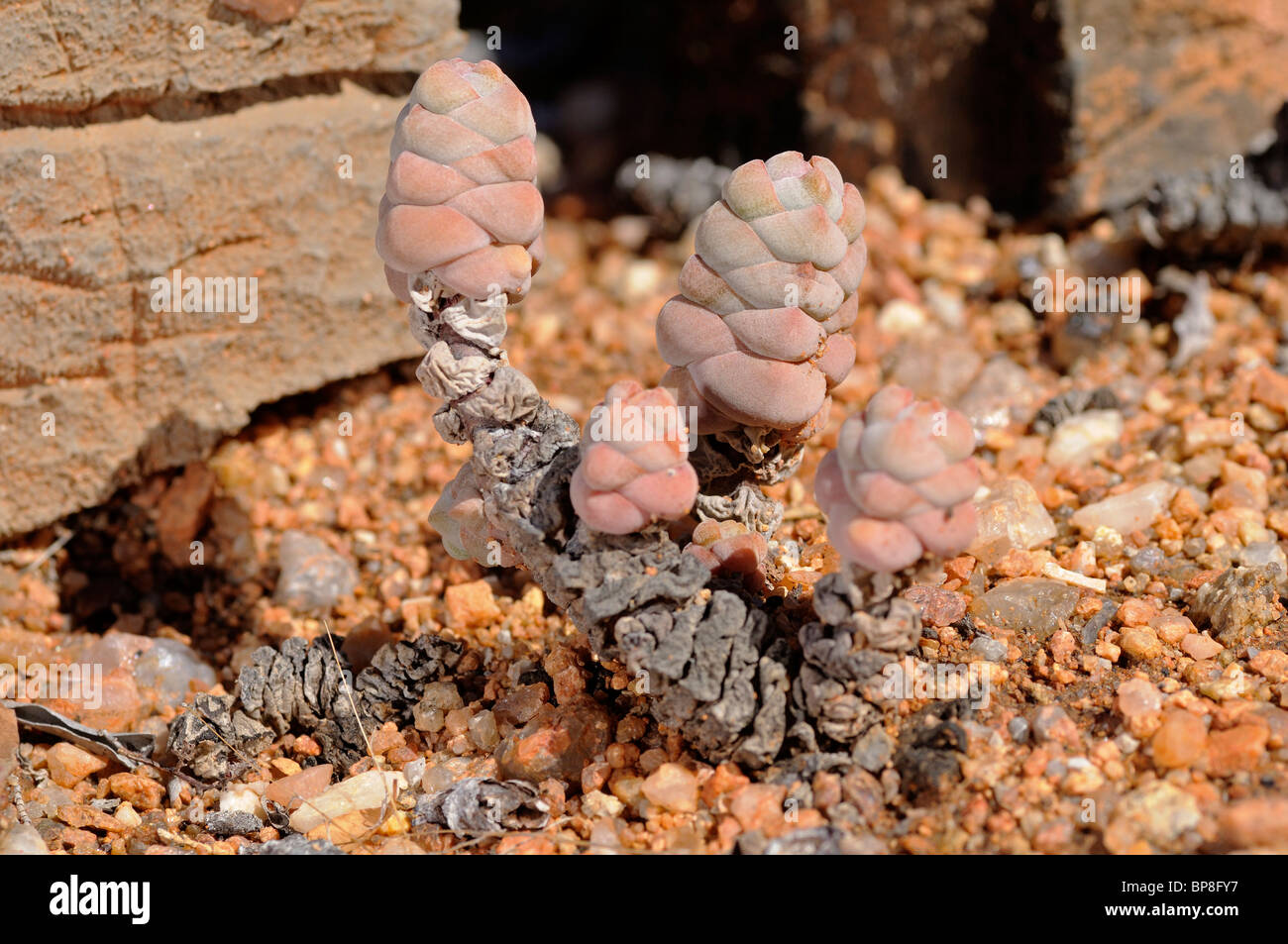Crassula plegmatoides, Namaqualand, Sud Africa Foto Stock
