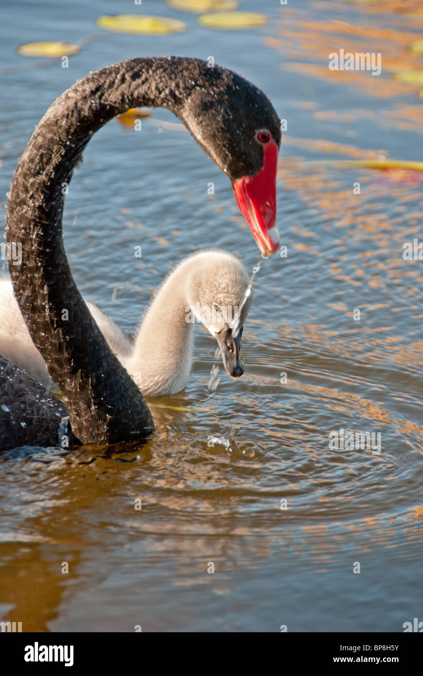 La curva di apprendimento - dopo la schiusa cygnets sono seguiti da adulto swans per circa 6 mesi. Foto Stock