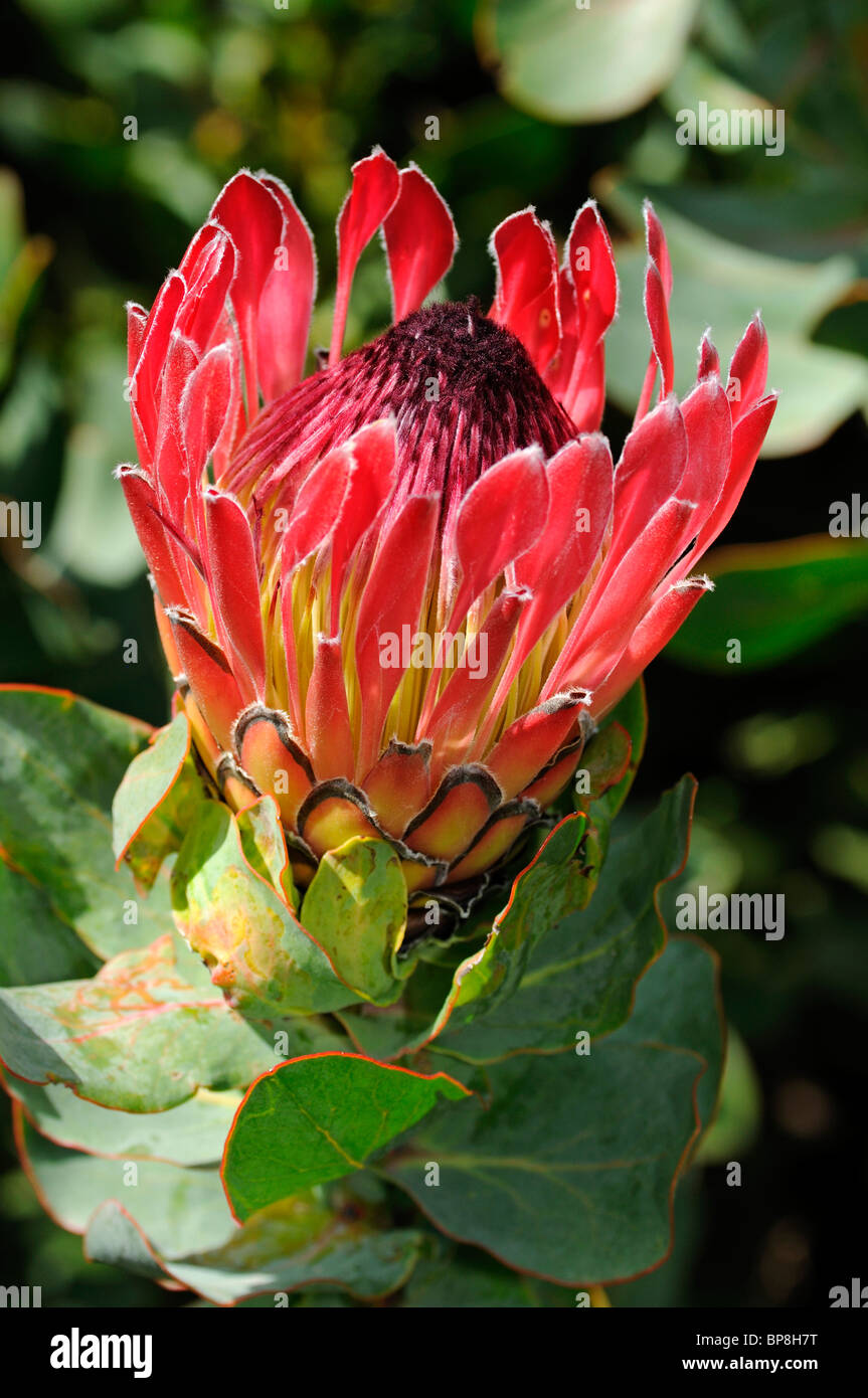 Protea Sylvia, Cape Floral Kingdom, Sud Africa Foto Stock