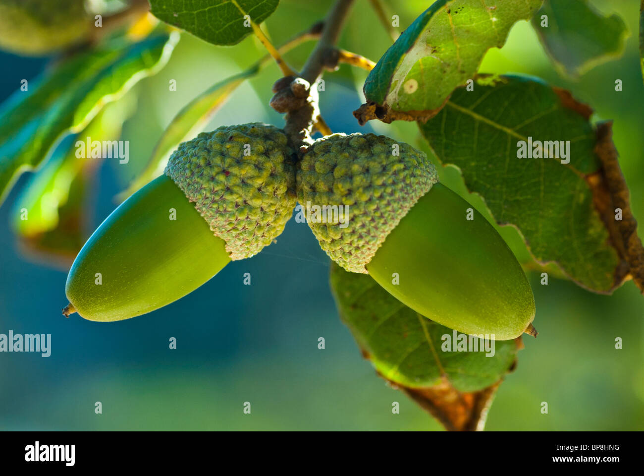 Quercus suber Cork Oak tree Foto Stock