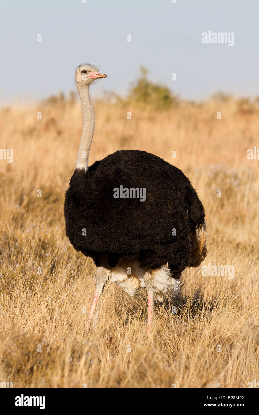 Struzzo maschio sulla savana africana dei campi Foto Stock