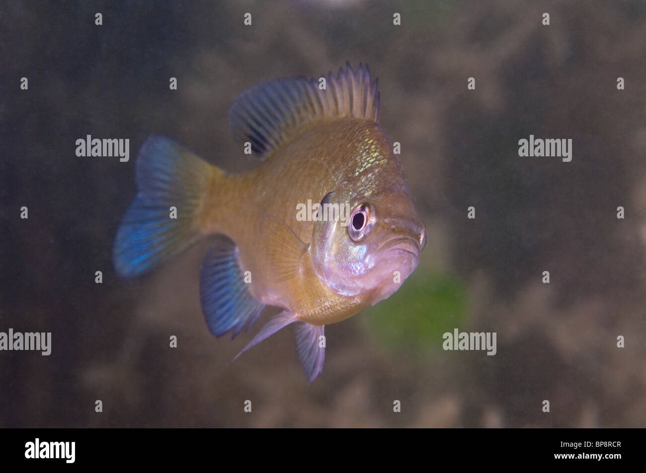 Un laghetto di acqua dolce pesce Bluegill i colleghi la fotocamera a uomo in una cava di coldwater. Foto Stock
