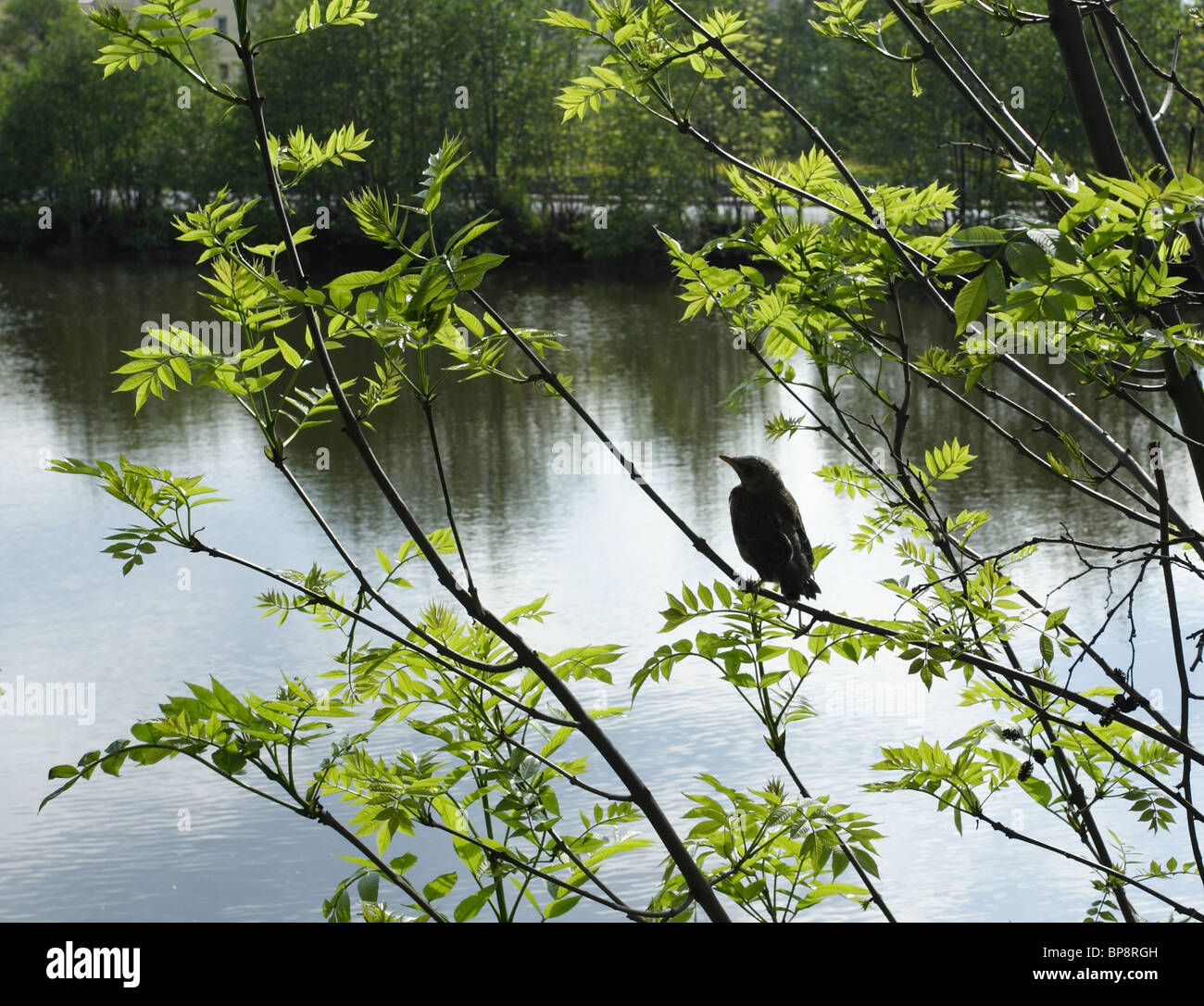Uccello sull'albero Foto Stock