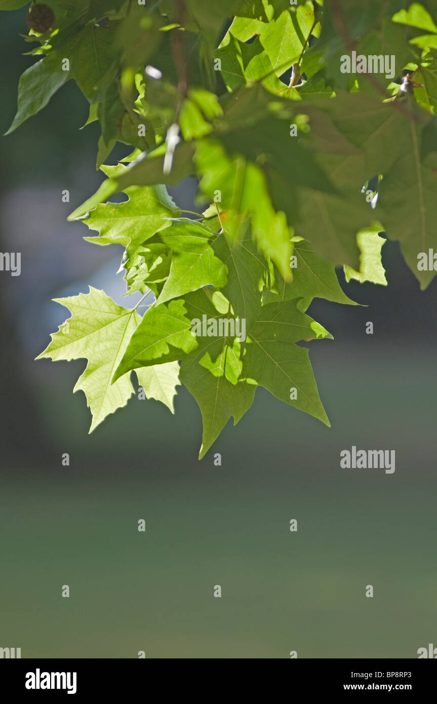 Londra aereo lascia in silhouette, London, Regno Unito Foto Stock