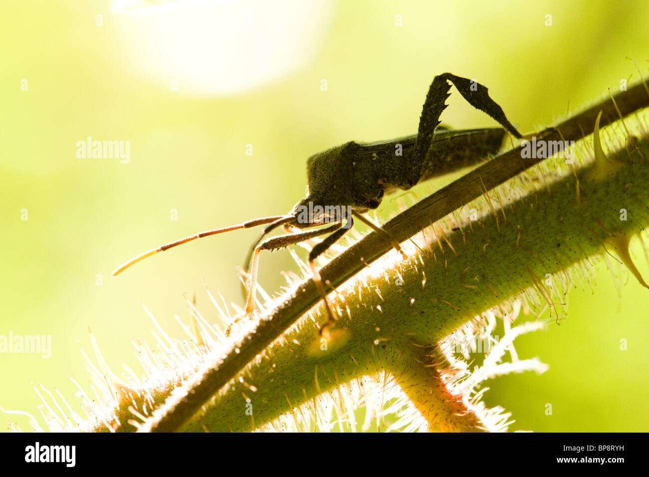 Squash bug sul ramo (Anasa tristis) - USA Foto Stock
